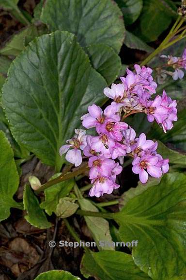 bergenia crassifolia 2 graphic